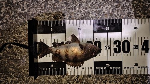 シロメバルの釣果