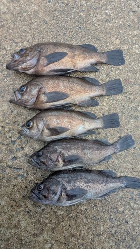 メバルの釣果