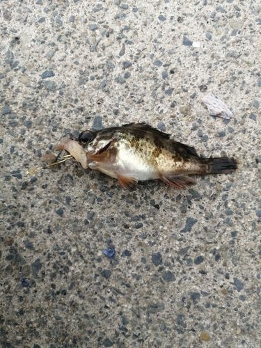 メバルの釣果