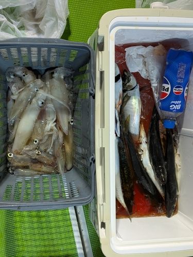 アカイカの釣果