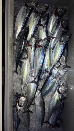 ソウダガツオの釣果