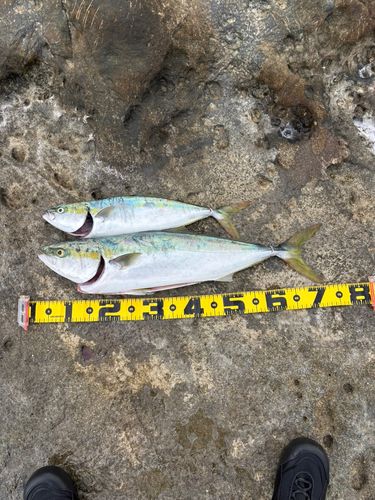 ワラサの釣果
