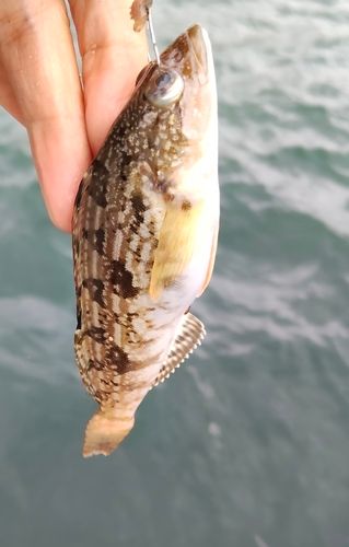 アイナメの釣果