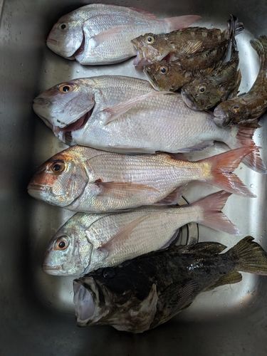 マダイの釣果