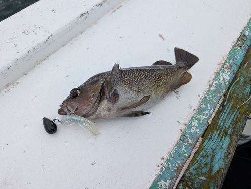 エゾメバルの釣果
