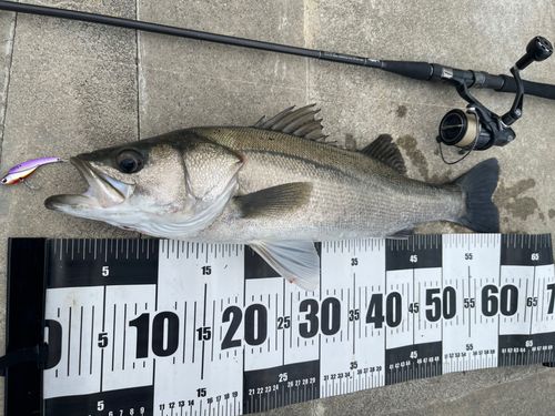 シーバスの釣果