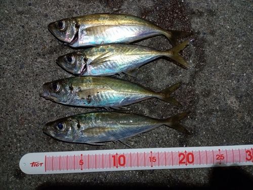 アジの釣果