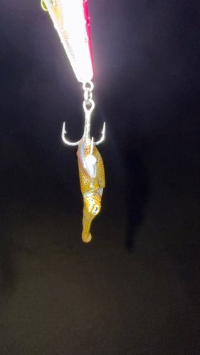 イカの釣果