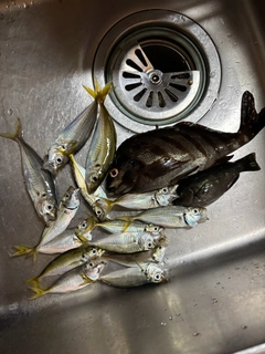 タカノハダイの釣果