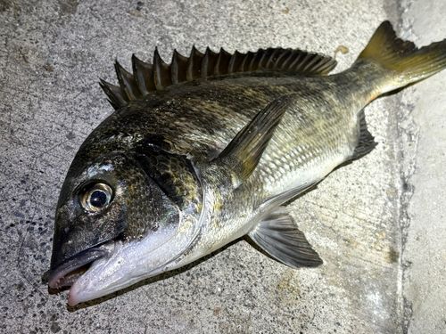 金沢水際線緑地（福浦岸壁）で釣れたタイの釣り・釣果情報