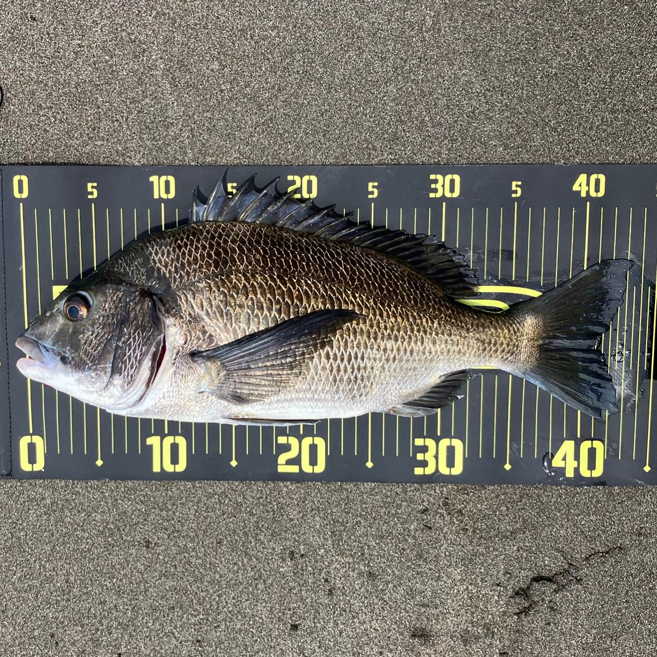 SHIMANO 23ディアルーナ S86L-Sの最安値・インプレ・釣果 | 本音の