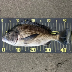 チヌの釣果