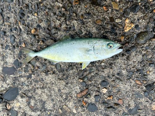 ワカシの釣果