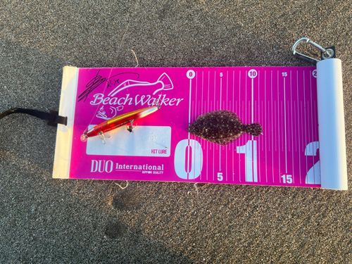 ヒラメの釣果