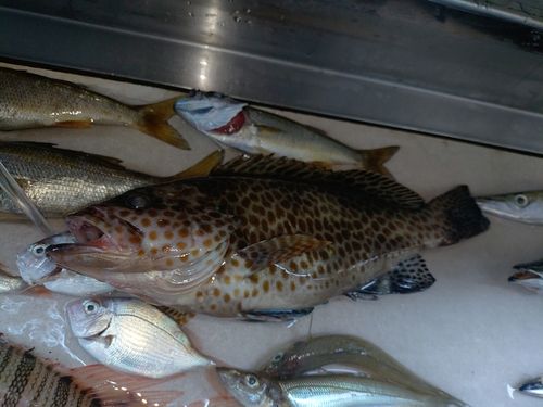 オオモンハタの釣果