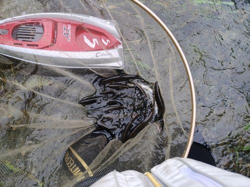アユの釣果