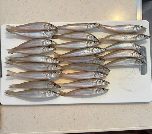 キスの釣果