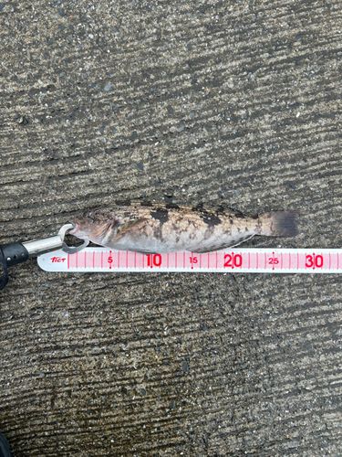 アイナメの釣果