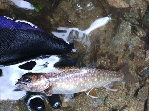 ヤマメの釣果