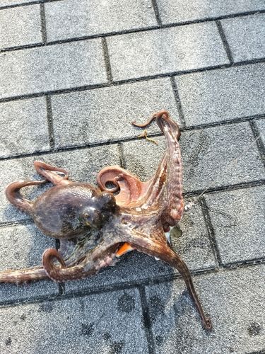 タコの釣果