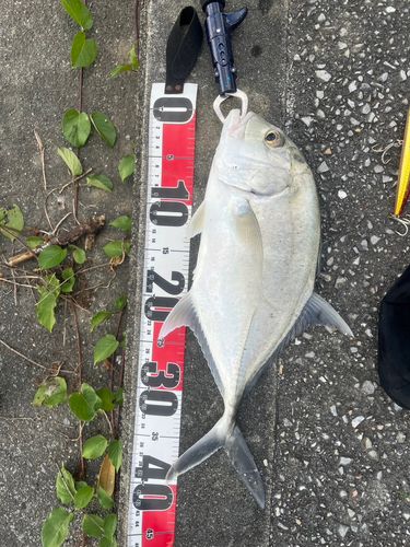 ロウニンアジの釣果