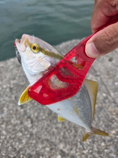 ショゴの釣果