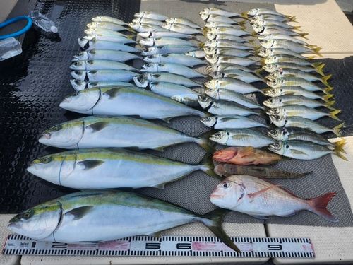 ハマチの釣果