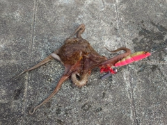 タコの釣果