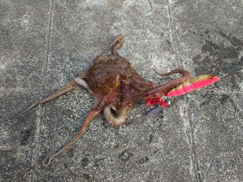 タコの釣果