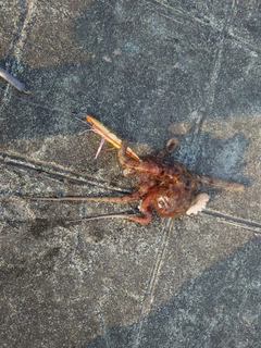 タコの釣果