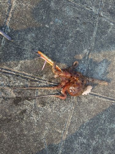 タコの釣果
