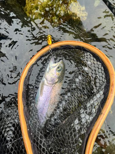 ニジマスの釣果