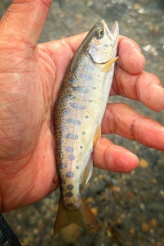 ヤマメの釣果