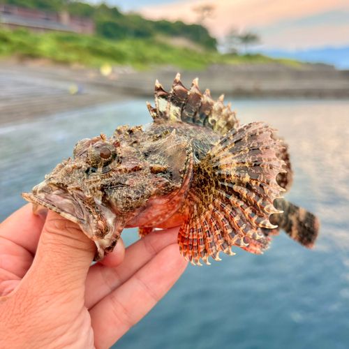 オニカサゴの釣果
