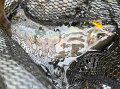 ヤマメの釣果