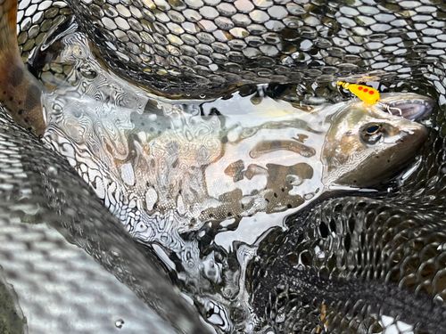 ヤマメの釣果