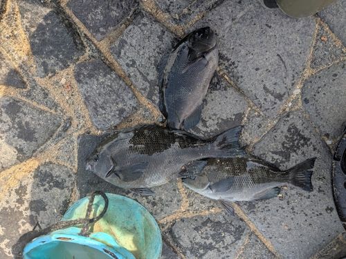 メジナの釣果