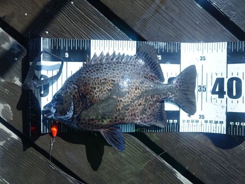 イシガキダイの釣果