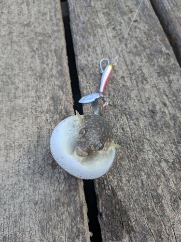 フグの釣果