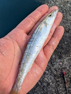 カマスの釣果