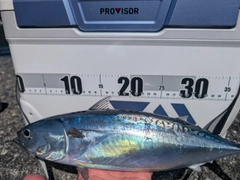 ソウダガツオの釣果