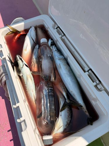 イナダの釣果