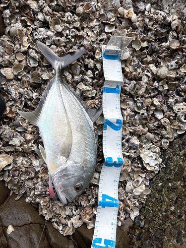メッキの釣果
