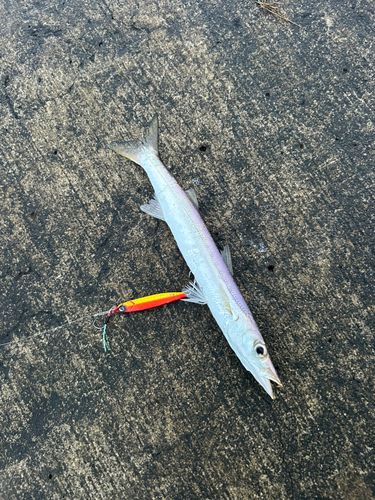 カマスの釣果