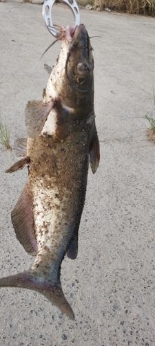アメリカナマズの釣果