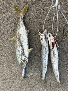 ワカシの釣果