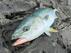イナダの釣果