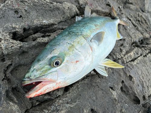 イナダの釣果