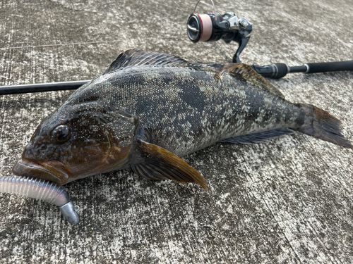 アイナメの釣果
