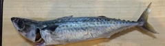 マサバの釣果